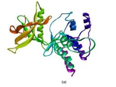 In Silico Molecular Docking of Indigofera tinctoria Phytocompounds to Target EGFR/ERK and FGFR/FGF Pathway Proteins Involved in Prostate Cancer 9 figures