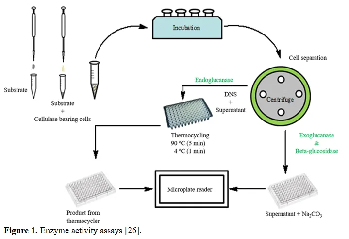 Natural Cooling Agent: Utilizing Menthol as a Paraben-Free Preservative in Herbal Cosmetics 2 figures