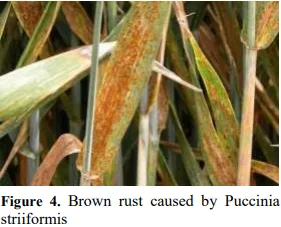 Green Synthesis of Silver Nanoparticles: Antifungal Efficacy Against Aspergillus niger and Agricultural Benefits 5 figures