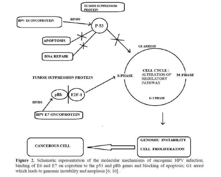 A Brief Review On Nanoparticles Drug Delivery System Used In Cervical Cancer 3 figures