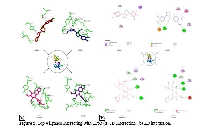 In Silico Exploration of Podophyllum Hexandrum-Derived Phytocompounds as Potential Therapeutics Against Small Cell Lung Cancer (SCLC): A Molecular Docking Approach 6 figures