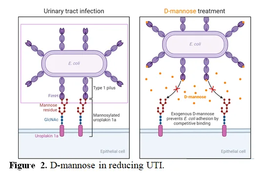Strategies in the Battle against Recurrent UTIs: A Brief Overview 3 figures