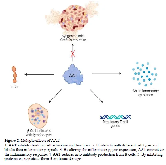 Rethinking Type-1 Diabetes Treatment: Emerging Medicines Based on AAT Therapy and C-peptide Preservation Therapy 3 figures