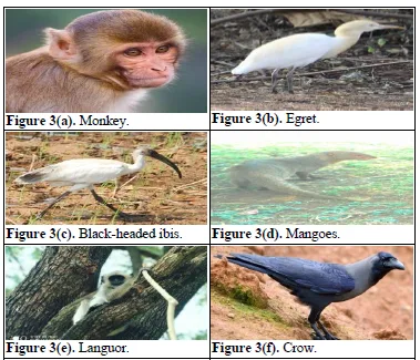 Review Paper of the Rich Floral and Faunal Diversity in Chhattisgarh, India 6 figures
