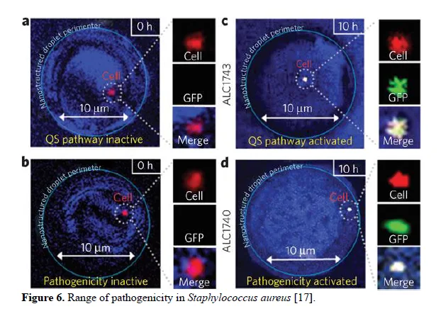 Whispers of the Microbial World: Unveiling Bacterial Dialogues through Quorum Sensing 7 figures