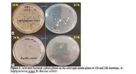 Production of n-Butanol from Biomass by Two Step Fermentation Process Using Staphylococcus Sciuri 4 figures