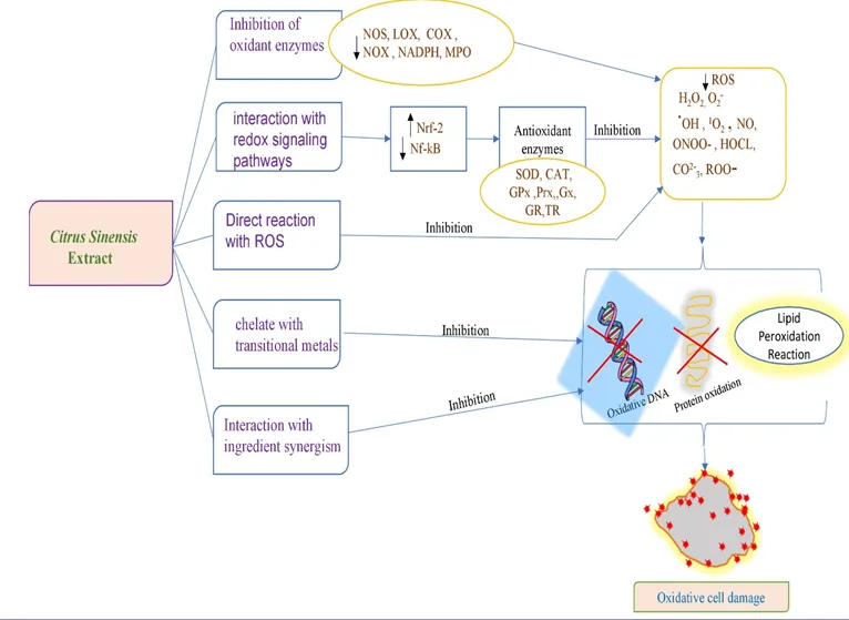 Hydro-alcoholic Extract of Herbal Formulation and Evaluation of Papaya leaf And Orange Peel for treatment of Dengue Fever 6 figures