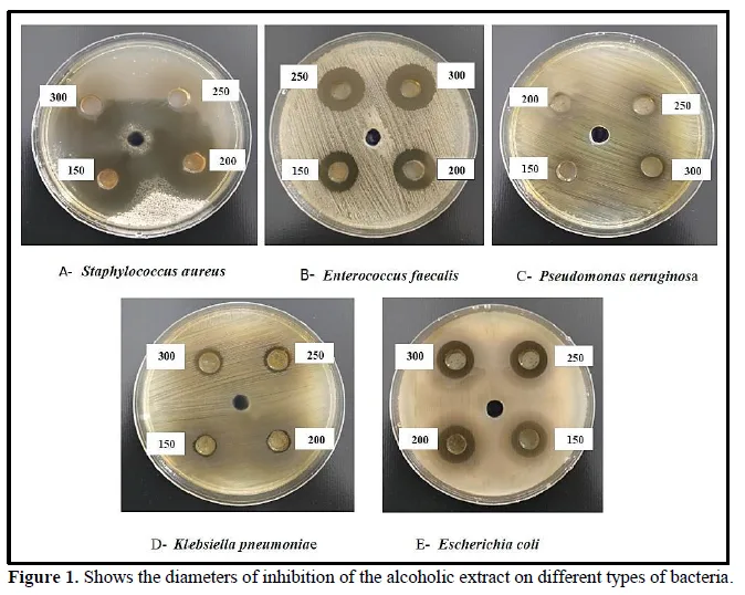 Study The Effect of The Alcoholic and Hot Aqueous Extract of Costus specious on Some Bacterial Species 2 figures
