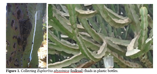 Physico-Mechanical Behavior of Euphorbia abyssinica and Wood–Chips Composites 2 figures