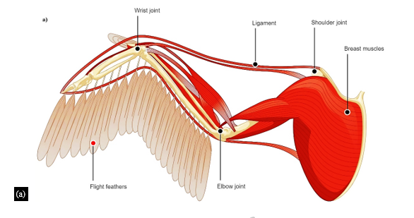 Aerodynamic Analysis of Bio-inspired Wing with Adaptive Aspect Ratio 5 figures