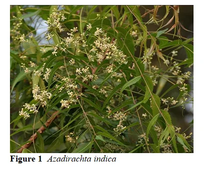 A Comprehensive Review on Pharmacological and Therapeutic Uses of Azadirachta Indica in the Treatment of Various Diseases 2 figures