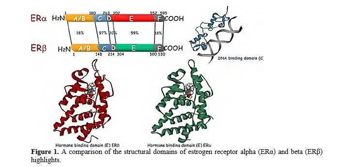 Deciphering the Roles of Estrogen Receptors and 27-Hydroxycholesterol in BC Progression 2 figures