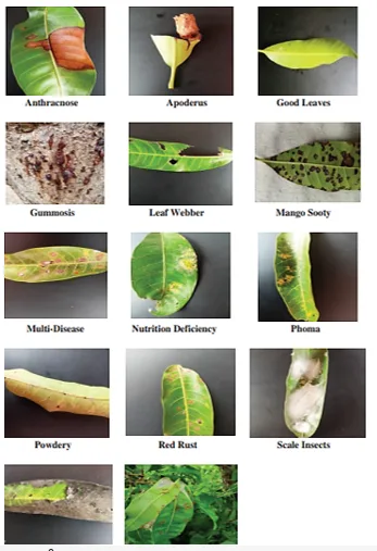 Hybrid Techniques in Mango Leaf Disease Identification: Evaluating Neural Networks and Support Vector Machines 2 figures