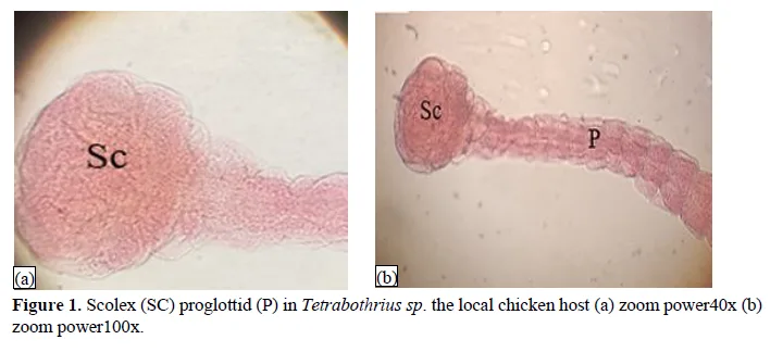 Description of the Tapeworm Tetrabothrius rudolphi, 1819 (Fam: Tetrabothriidae) in Domestic Chickens Gallus gallus domsticus 2 figures
