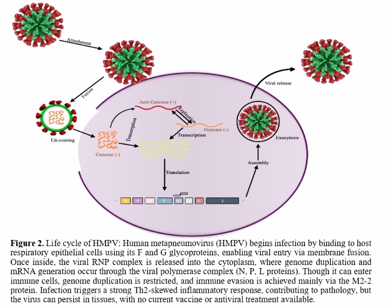 Unlocking Novel Drug Targets and Therapeutic Advancements Against RNA Viruses: Insights from HMPV and SARS-CoV-2 3 figures