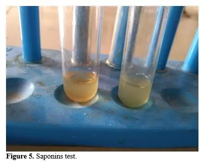 Edible Mushrooms: Management of Diabetes Mellitus and Phytochemical Screening of Agaricus Bisporus 6 figures