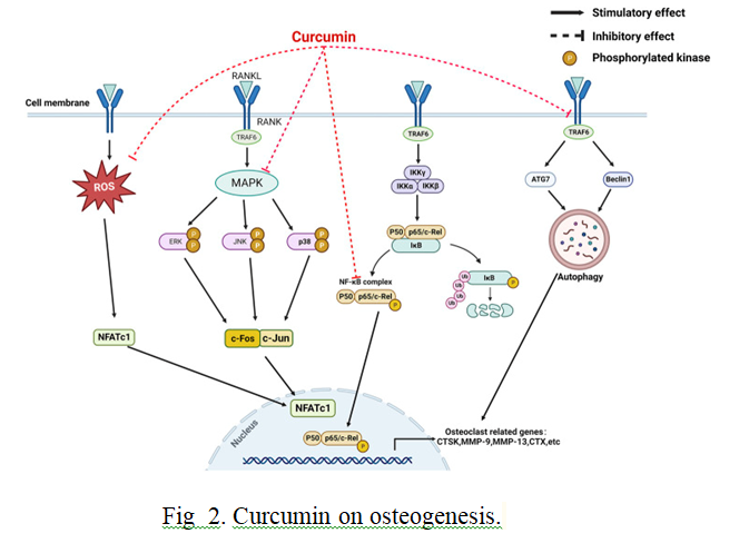 Protective Effects Of Curcumin Against Osteoporosis And Its Molecular Mechanism 3 figures