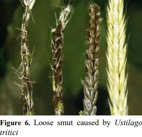 Green Synthesis of Silver Nanoparticles: Antifungal Efficacy Against Aspergillus niger and Agricultural Benefits 7 figures