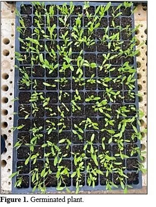 Evaluating Water Savings in Vertical and Horizontal Hydroponic Systems Using Nutrient Film Technique 2 figures