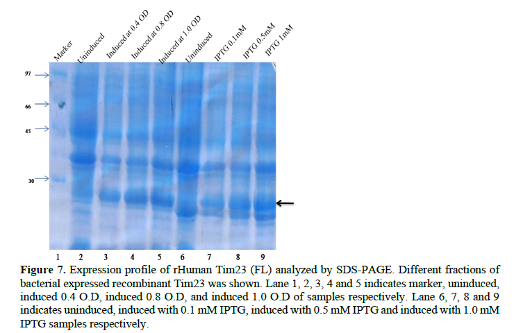 Application of pET28a Vector for the Over Expression of Recombinant Human Tim23 Protein in E. coli and its Validation by Immunoblotting 8 figures