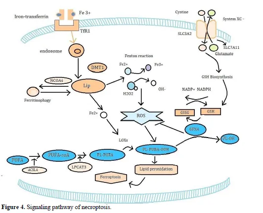 Understanding Programmed Cell Death 5 figures