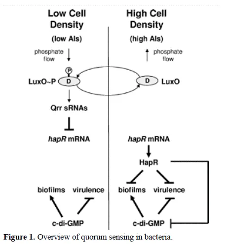 Whispers of the Microbial World: Unveiling Bacterial Dialogues through Quorum Sensing 2 figures