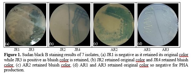 Screening and Isolation of Bacterial Isolates for Polyhydroxyalkanoates Production from Oil-Contaminated sites 2 figures