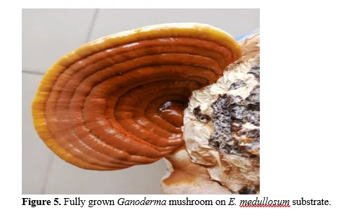 Comparative Study on the Growth and Yield of Ganoderma lucidium Mushroom Cultivated on African Peach (Nauclea diderrichii) and Bush Mango (Endospermum medullosum) Sawdust as Substrates 6 figures
