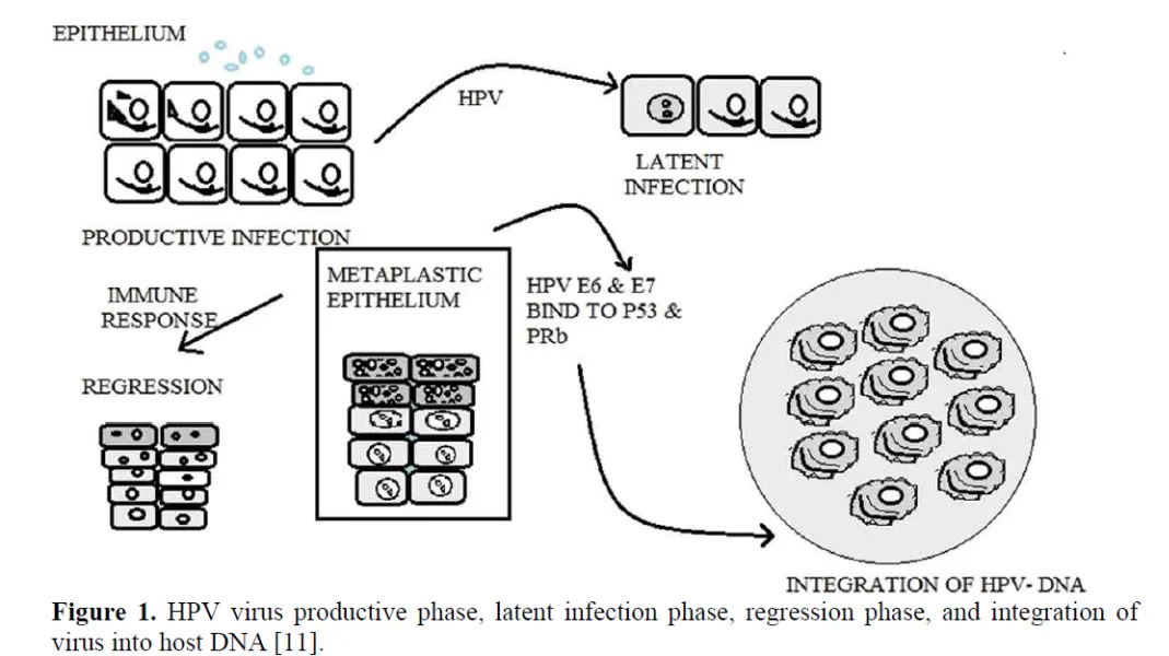 A Brief Review On Nanoparticles Drug Delivery System Used In Cervical Cancer 2 figures