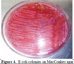 Patient Profile and Antimicrobial Susceptibility Testing of Clinically Isolates In E. coli 5 figures