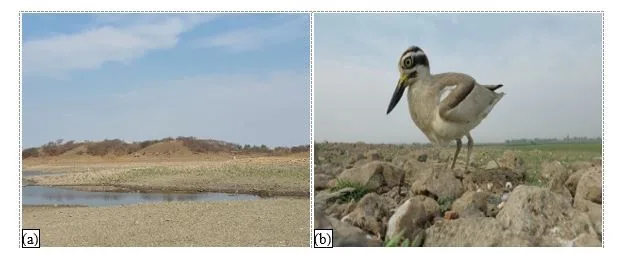 Breeding Biology of Great Thick-Knee (Esacus recurvirostris) in Fresh Water Reservoir near Wankaner of Morbi District, Gujarat 3 figures