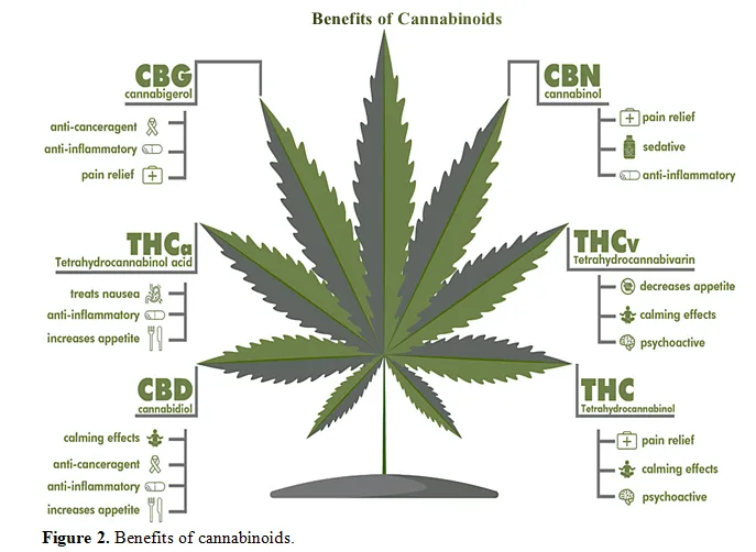 Cannabinoids as Nutritional Supplements: Exploring The Potential Health Benefits and Regulatory Landscape 3 figures