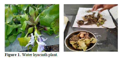 Removal of Chloride from Ground Water Using Natural Adsorbent: Water Hyacinth 2 figures