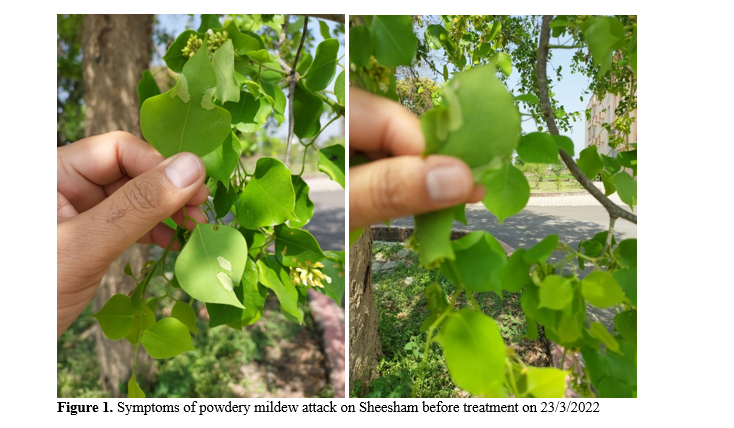 Control of Powdery Mildew of Sheesham (Dalbergia Sissoo) in India through Radionics Computer and Nanotechnology from Kuwait 2 figures