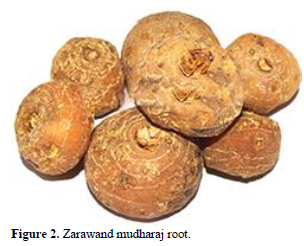 Exploring the Botanical and Pharmacological Significance of Aristolochia rotunda Linn (Zarawand Mudahraj): Traditional Uses, Habitat, and Bioactive Potential 3 figures