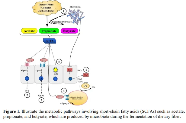 Gut Microbiome Dysbiosis During Metabolic Disorders: Diabetes 2 figures