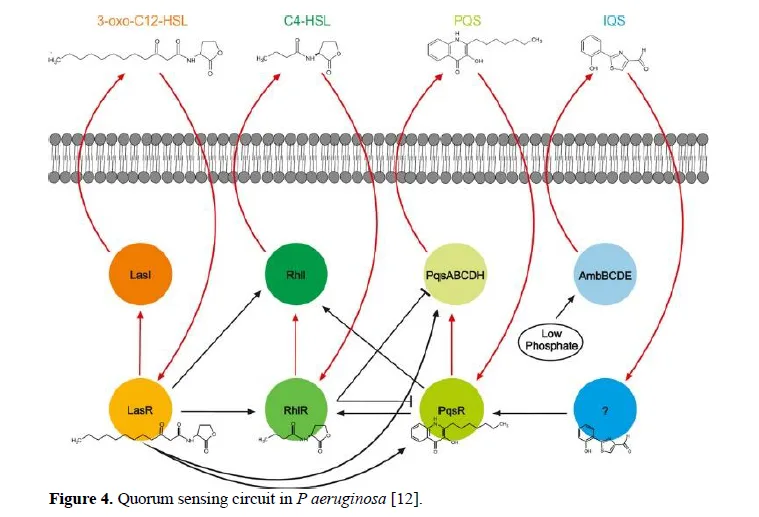 Whispers of the Microbial World: Unveiling Bacterial Dialogues through Quorum Sensing 5 figures