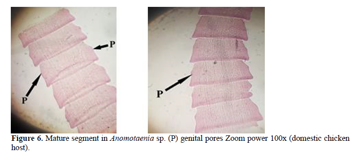 Description of The Tapeworm Anomotaenia Cohn, 1900 (Fam: Dilepididae) in Homing Pigeons Columbae liva and Domestic Chicken Gallus gallus domesticus 7 figures