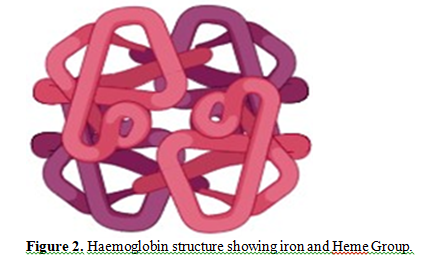 Hemoglobin is the Breath of Life within Our Cells: An Update 3 figures