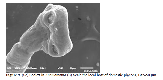 Description of The Tapeworm Anomotaenia Cohn, 1900 (Fam: Dilepididae) in Homing Pigeons Columbae liva and Domestic Chicken Gallus gallus domesticus 10 figures