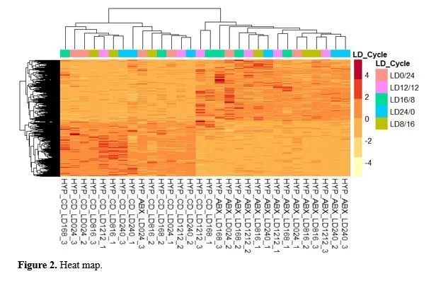 Light-Dark Cycle Disruption in Hypothalamus Tissue of Mus Musculus Causes Change in the Expression of Gm45928 Gene 3 figures