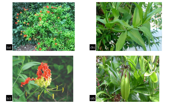 A Review on Ethnomedicinal Claims of Gloriosa Superba Linn. (Langali). 2 figures