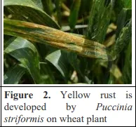 Green Synthesis of Silver Nanoparticles: Antifungal Efficacy Against Aspergillus niger and Agricultural Benefits 3 figures
