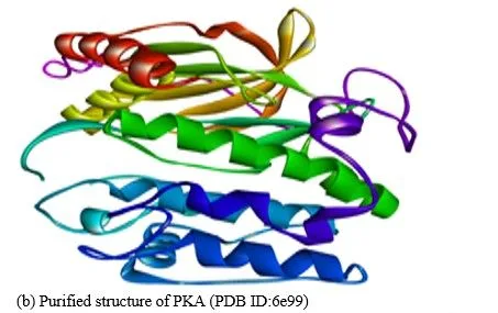 Anti-hyperglycemia Effects of Plant Secondary Metabolites Towards PKA/CREB Pathway Activation in Diabesity 3 figures