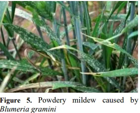 Green Synthesis of Silver Nanoparticles: Antifungal Efficacy Against Aspergillus niger and Agricultural Benefits 6 figures
