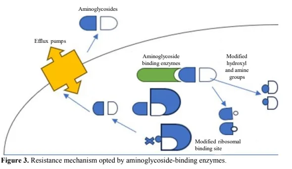 Impact of Therapeutics on Carbapenem-Resistant <em>Acinetobacter baumannii</em> 4 figures