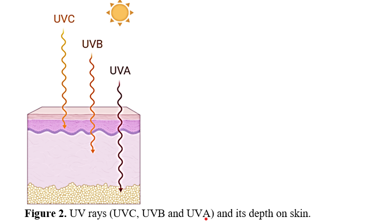 A Review of Herbal Photoprotective Agents: From Traditional Knowledge to Modern Sunscreen Formulations 3 figures