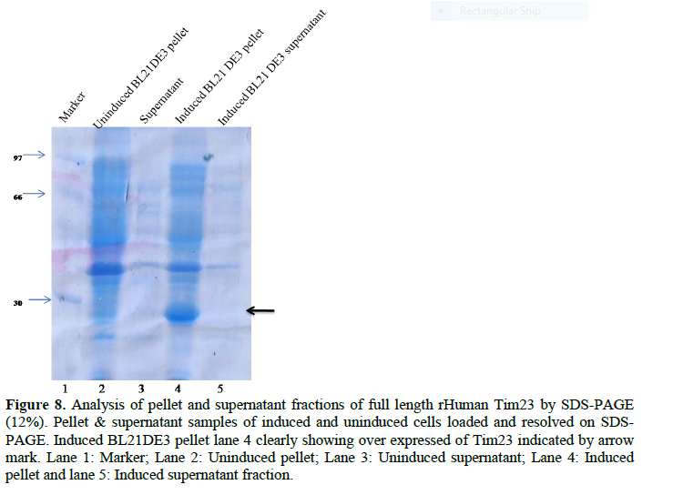 Application of pET28a Vector for the Over Expression of Recombinant Human Tim23 Protein in E. coli and its Validation by Immunoblotting 9 figures