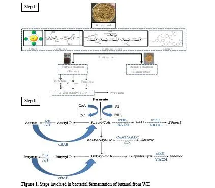 Production of n-Butanol from Biomass by Two Step Fermentation Process Using Staphylococcus Sciuri 2 figures