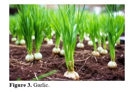 A Review Article on Spice up the Solution of Inflammation Through Phytomedicines 4 figures